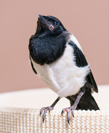 The close view of the nestling of magpie. Close up of bird portrait indoors background.