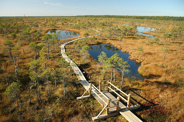 istock Wooden  way  from marsh  to forest. 601138358