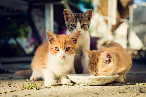 Three cute kittens drinking milk from a plate Three cute kittens drinking milk from a dirty plate outside. stray animal photos stock pictures, royalty-free photos & images