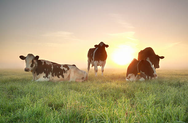 few cows on relaxed on pasture during sunrise few cows on relaxed on pasture with sun behind and mist sleeping cow stock pictures, royalty-free photos & images