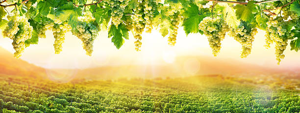 Viticulture At Sunset - White Grapes Hanging In Vineyard