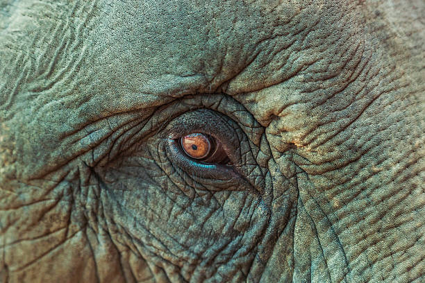 istock close up asia elephant eye 601141080