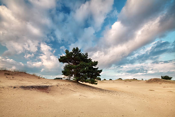 istock beautiful blue sky with clouds over sand dune 601141782