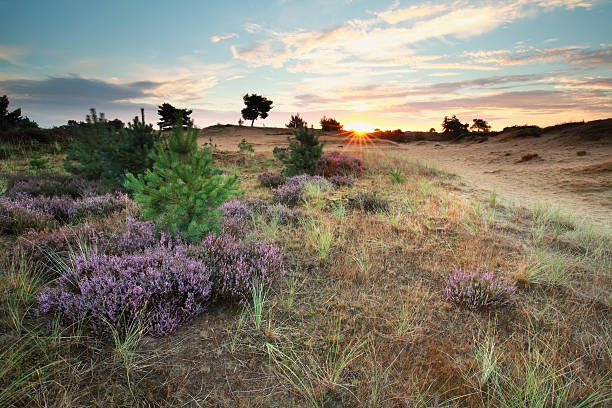 istock sunrise and flowering heather flowers 601142074