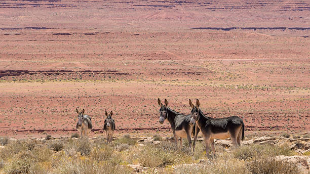 istock Donkeys in the desert 601142608