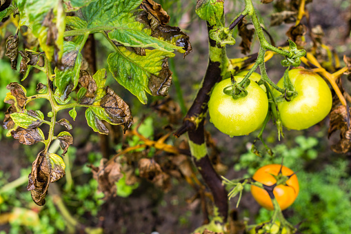 Tomato bush leaves and fruits infected by plant plague or phytophtorosis in the farmer’s garden, plant disease concept