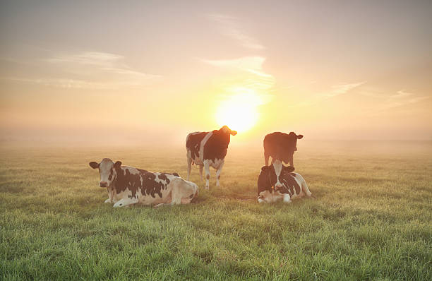 few cows relaxed on pasture stock photo