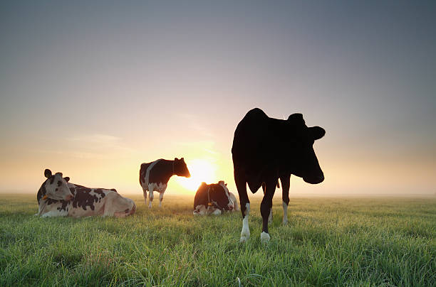 istock few cows on pasture at sunrise 601144438