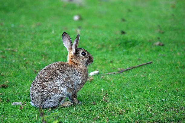 istock Wild rabbit in the park 601144750