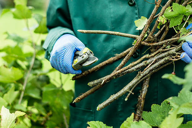 worker keeps pruned plant branches - silviculture imagens e fotografias de stock