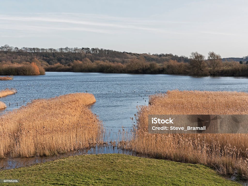 Twilight at Attenborough Looking out over the lakes of a nature reserve at twilight Nature Reserve Stock Photo