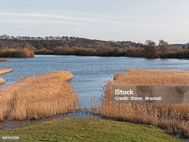 Twilight At Attenborough Stock Photo - Download Image Now - Nature Reserve, Nottingham, Calm Water
