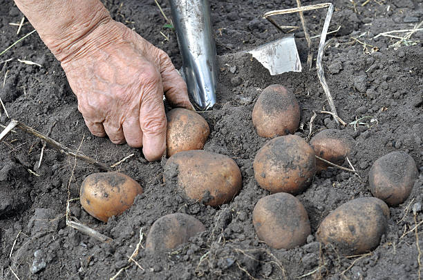 рука старшей женщины, собирают спелый картофель - raw potato organic human skin food стоковые фото и изображения