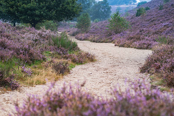 Manhã nos campos de heather florescendo - foto de acervo