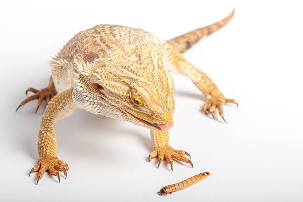 Lunch time for the bearded dragon The picture shows a bearded dragon preparing to catch the worm. lizard eating stock pictures, royalty-free photos & images