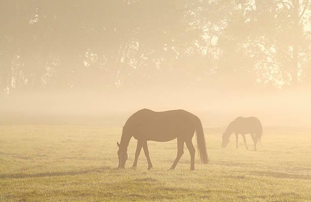 istock horses grazing on misty pasture 601146092