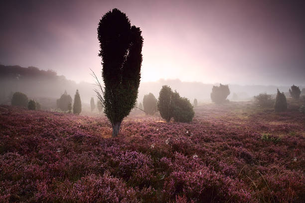 juniper trees and heather at misty sunrise juniper trees and heather at misty sunrise, Totengrund, Germany lüneburg heath stock pictures, royalty-free photos & images