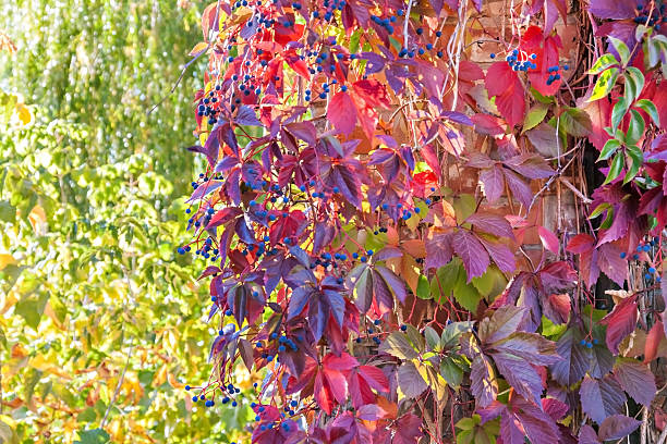 istock thick red ivy in autumn sunlight 601146506