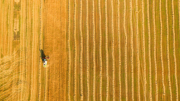 istock Harvester working in field and mows wheat. Ukraine. Aerial view. 601147028