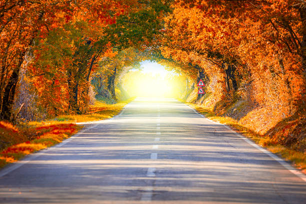 Autumn Fall Road landscape - Real trees tunnel and magic light,  beautiful autumnal colors