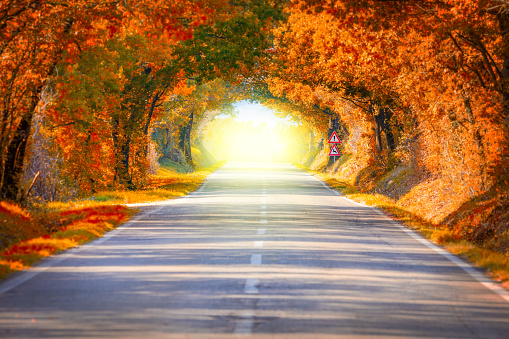 Autumn Fall Road landscape - trees tunne and magic light