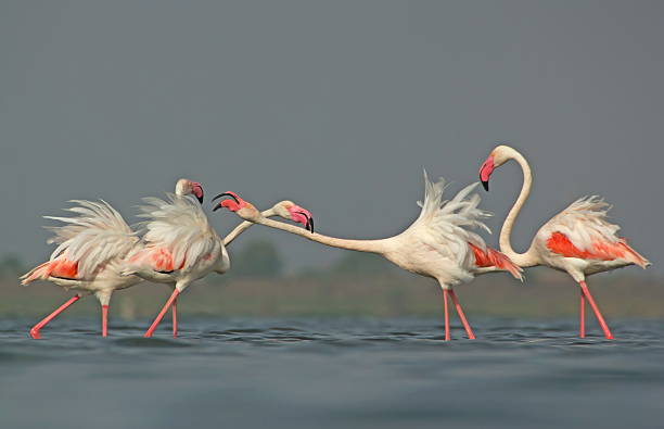 Greater Flamingos Greater Flamingos Fights for Space and food rajkot india stock pictures, royalty-free photos & images