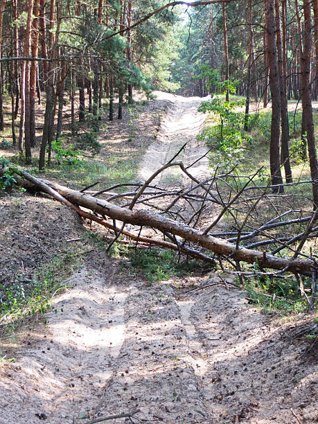 The pine tree has fallen across the road