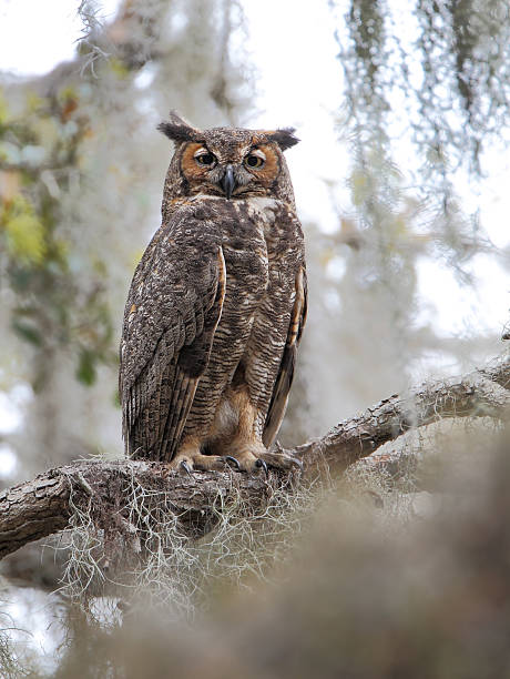 istock Great horned owl (Bubo virginianus) in tree, Kissimmee, Florida, USA 601148676