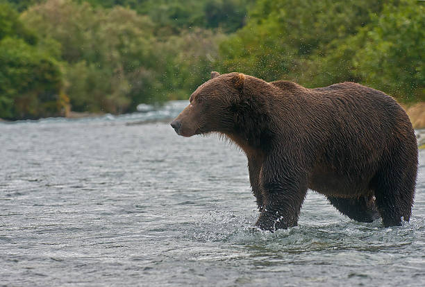 istock Brown Bear walking near a salmon stream in Alaska 601148828