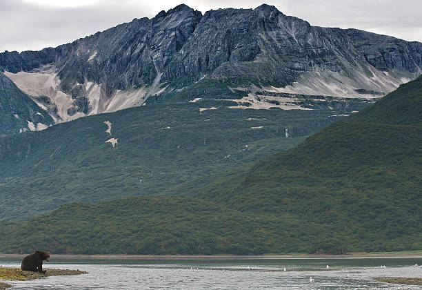 istock Brown Bear near glacial mountain 601149044