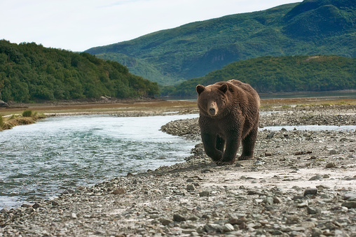 brown bear waiting patiently for the salmon to show up in Alaska.  There is a river in Katmai National Park.  In the Alaskan summer the salmon run and the brown bears fish them to fatten up. In this picture the bear is seen walking up the stream looking for salmon.