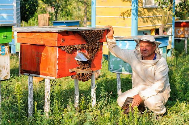 istock beekeeper inspects the apiary hive of bees 601150044