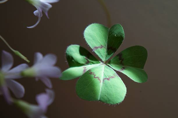 four leaf clover stock photo