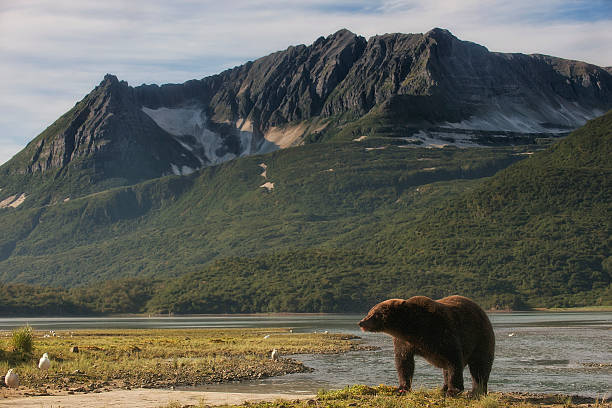 istock Brown Bear near glacial mountain 601151236