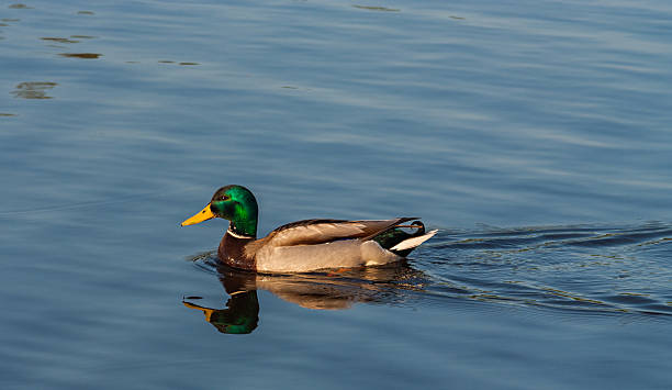 istock Floating on the lake duck 601151538