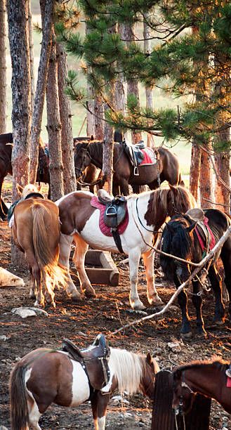 istock Herd of saddled horses 601151600