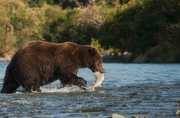 коричневый медведь ловит лосося на аляске - brown bear alaska katmai national park animal стоковые фото и изображения