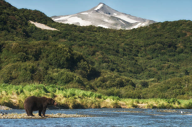 istock Brown bear waiting near the river in Alaska 601152334