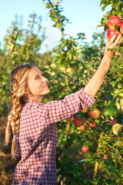 istock Young woman picking apples from apple tree 601152472