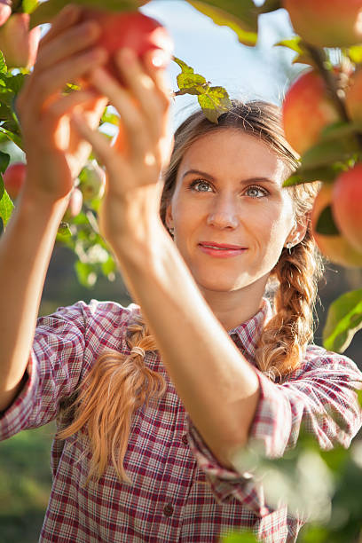 istock Young woman picking apples from apple tree 601152754