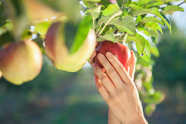 istock Woman hand picking  apple 601153004