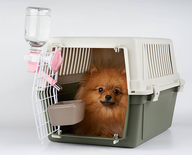 Pet carrier with dog inside - fotografia de stock