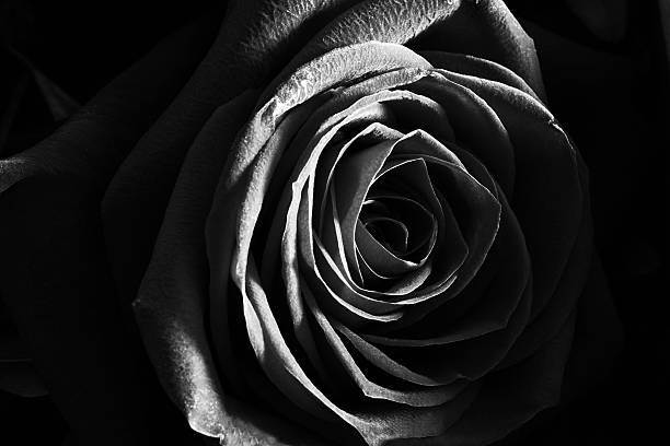 istock Black and white rose close up photo 601155218