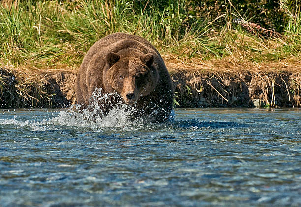 istock Brown Bear Fishing 601156530