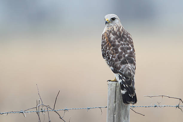istock Red-shouldered Hawk (Buteo lineatus) on fence post, Florida, USA 601156846