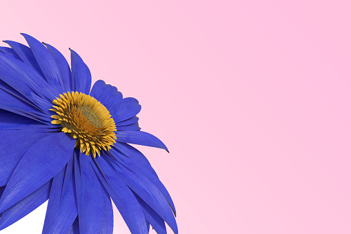 3D rendering of blue gerbera daisy isolated on pink