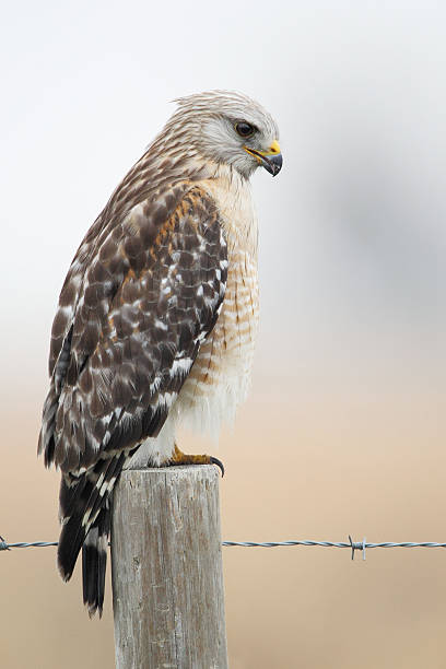 istock Red-shouldered Hawk (Buteo lineatus) on fence post, Florida, USA 601156876