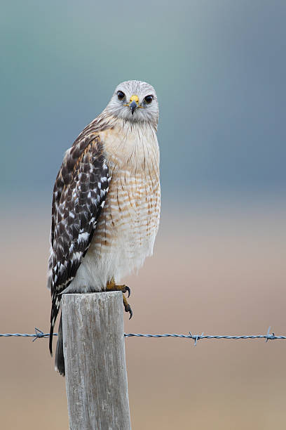 istock Red-shouldered Hawk (Buteo lineatus) on fence post, Florida, USA 601156904
