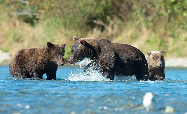 istock Mother Brown Bear warns her cub as he displays attitude 601157080