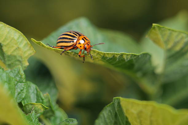 istock Colorado potato beetle 601157250